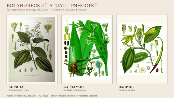 Откуда брались корица, кардамон и ваниль: пряности на кухне Молоховец